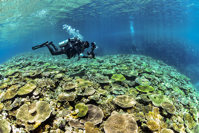 一面のサンゴ