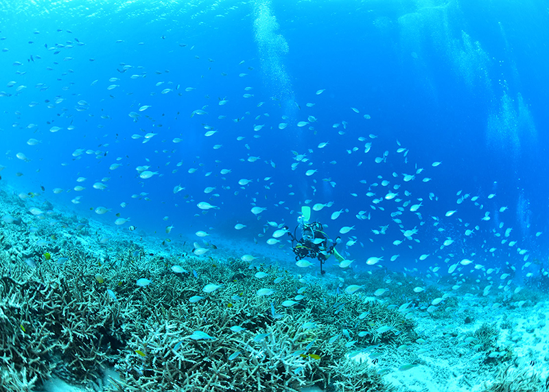 ダイビングライセンスを取ると出来る様になること