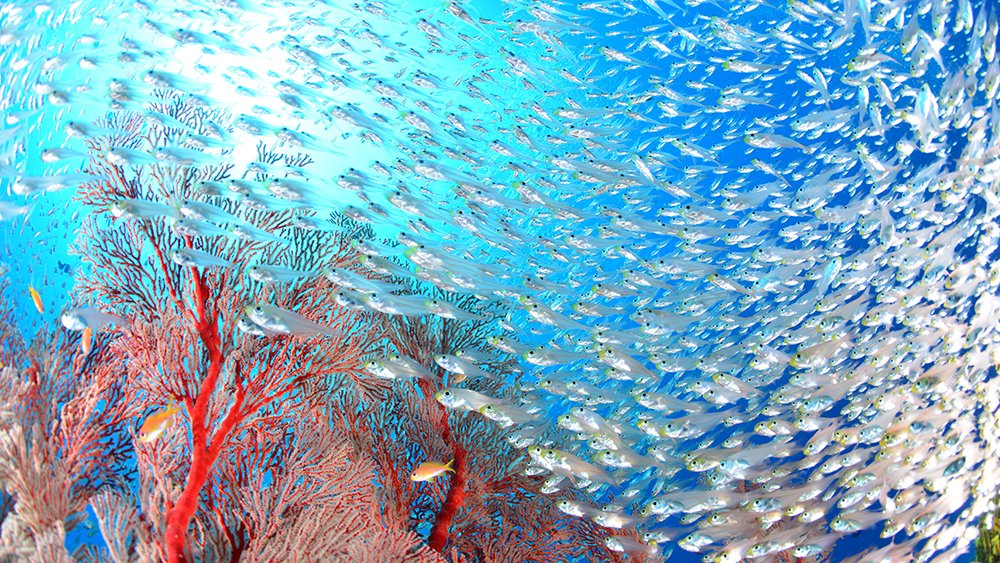 どこでダイビングライセンスを取得しても同じなの？