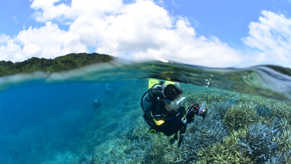 サンゴ礁の海を泳ぐダイバー
