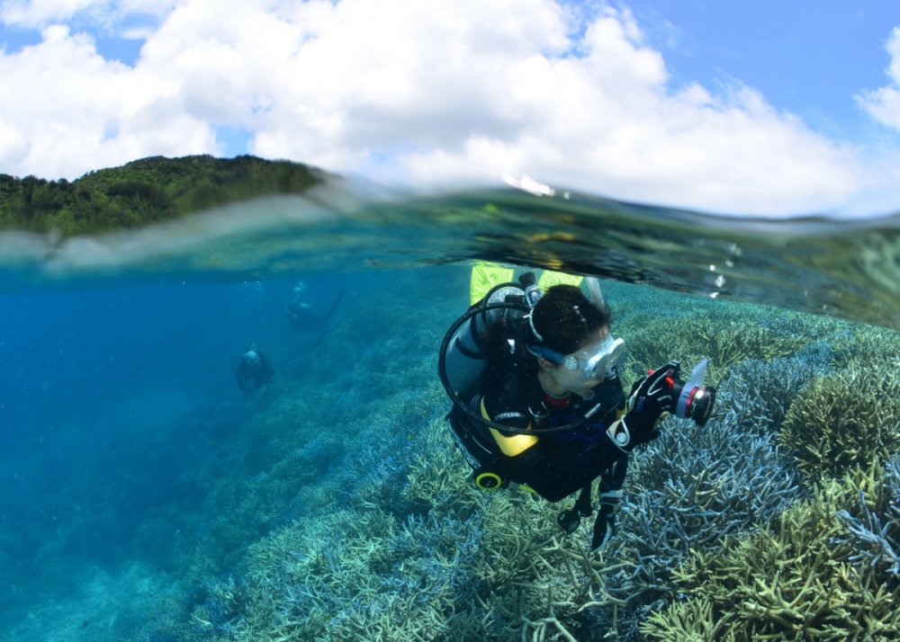 サンゴ礁の海を泳ぐダイバー