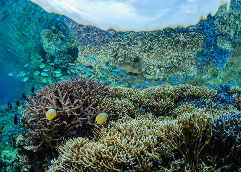 ダイバーだから海を守りたい