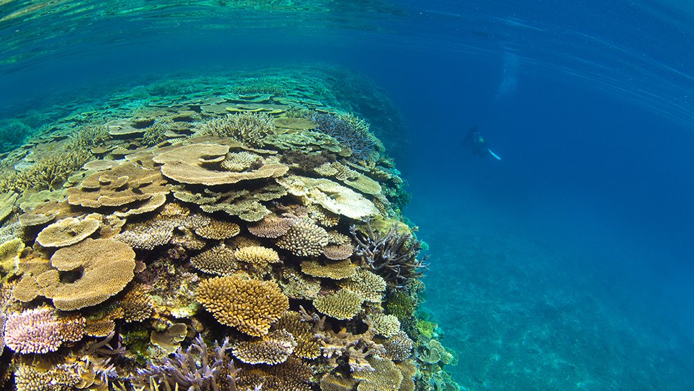 日本に沖縄の海があるありがたさ