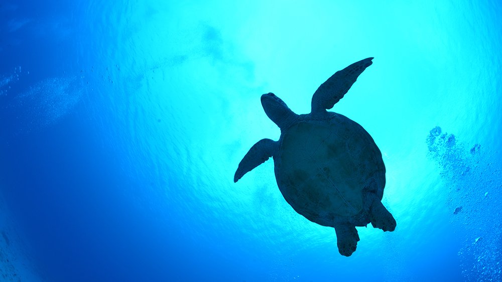 初心者ダイビングライセンス講習のカリキュラム