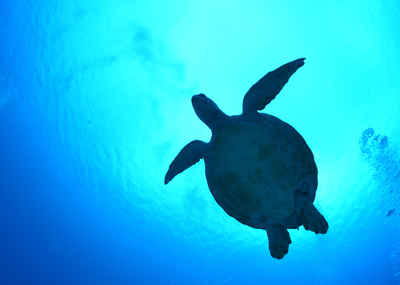 初心者ダイビングライセンス講習のカリキュラム
