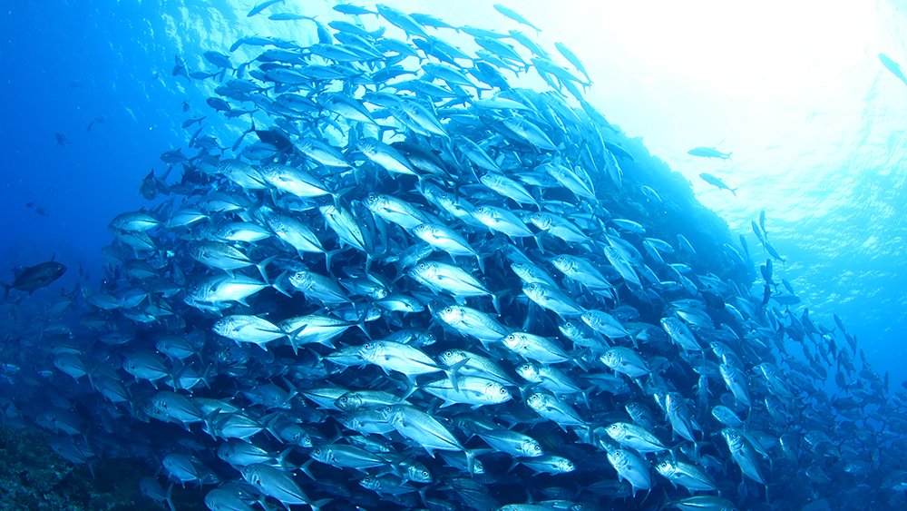 沖縄の海は完全にすごい