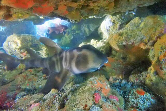 サメと保護活動