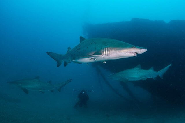 PADI AWAREサメの保護・スペシャルティー