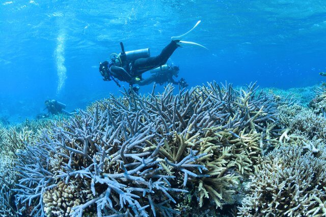 サンゴぎりぎりを安定して泳ぐことができる