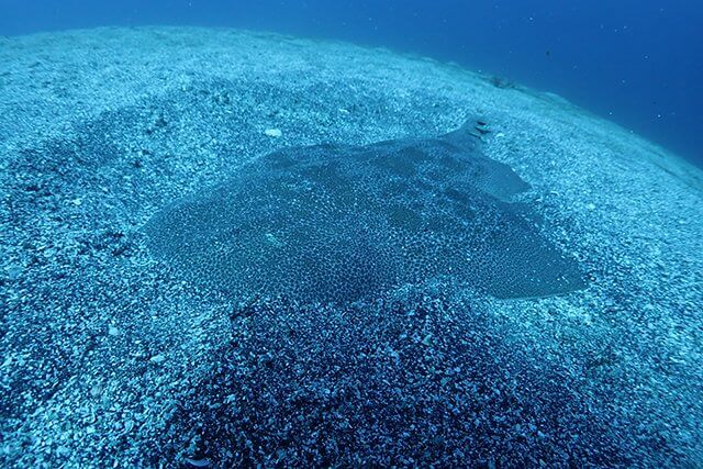 サメと保護活動