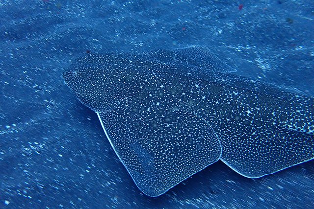 サメと保護活動