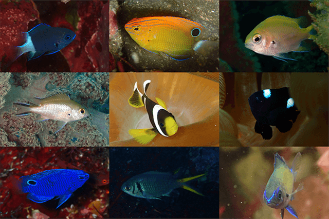 スズメダイの仲間