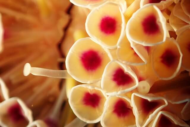 キレイなウニには毒がある…！？