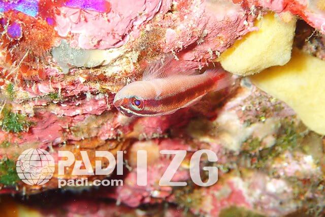 PADI伊豆のハゼ・スペシャルティー