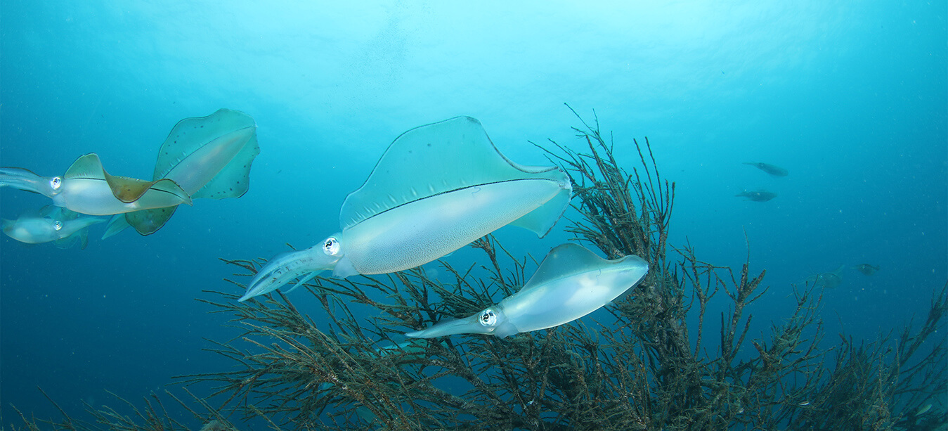 PADIアオリイカ・SP