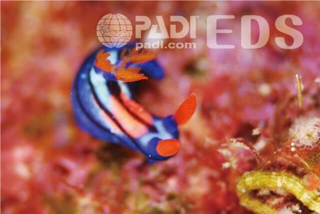 PADIウミウシ関連のスペシャルティー