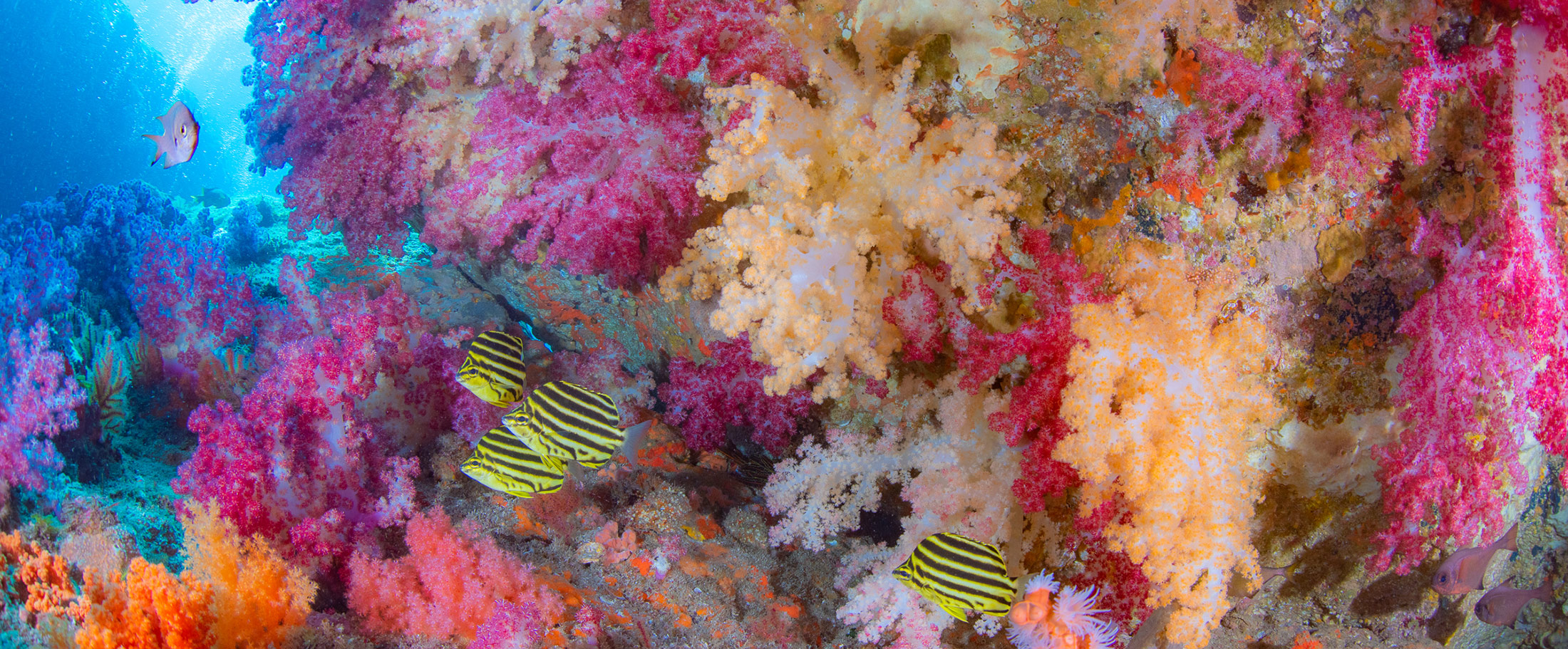 パパラギご紹介