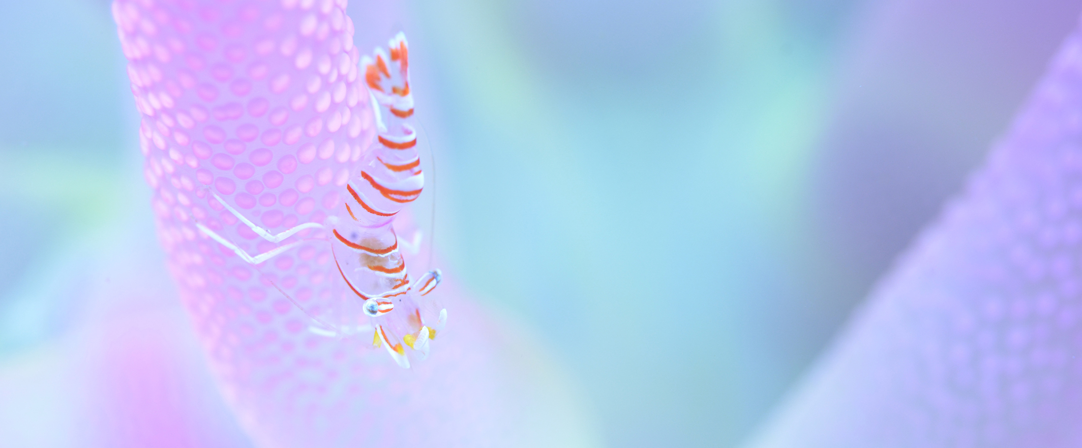 パパラギ ダイビングスクール 店舗案内