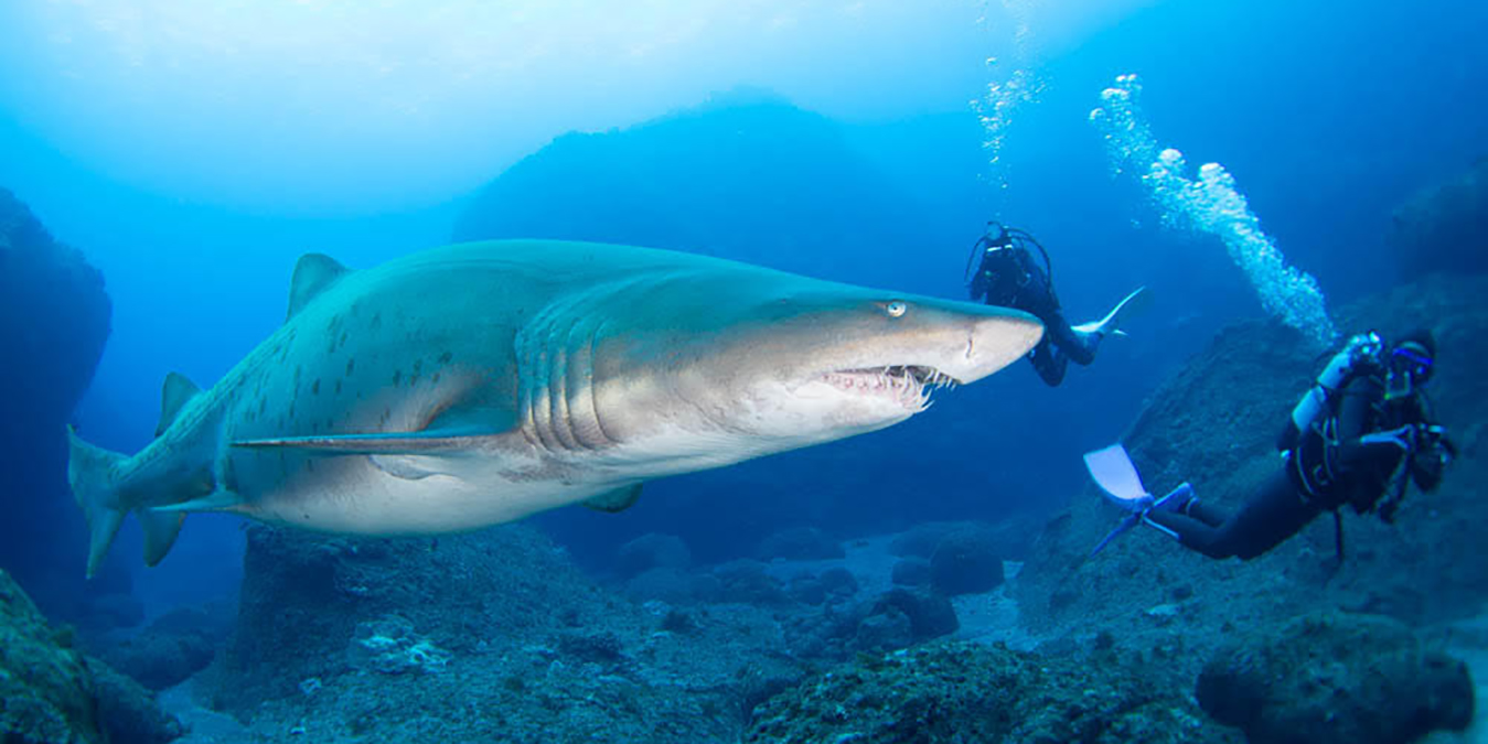 PADI AWAREサメの保護SP