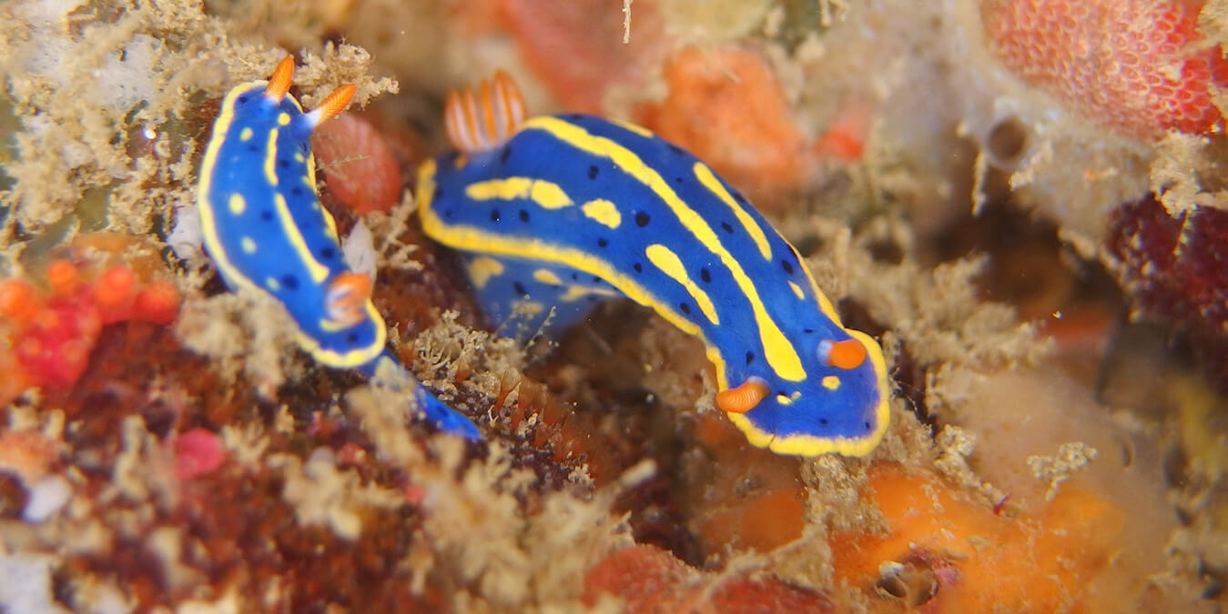 PADI富戸ウミウシダイバー・SP