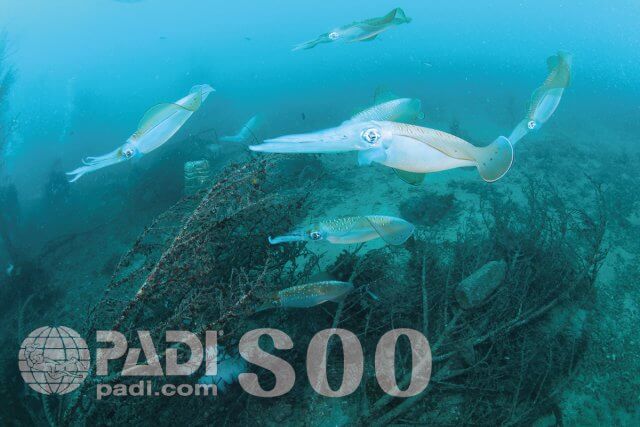 PADIアオリイカ・スペシャルティー