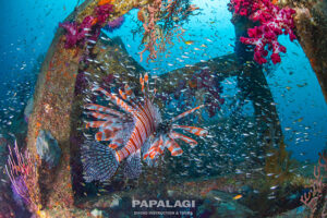 伊豆のダイビングならパパラギ！