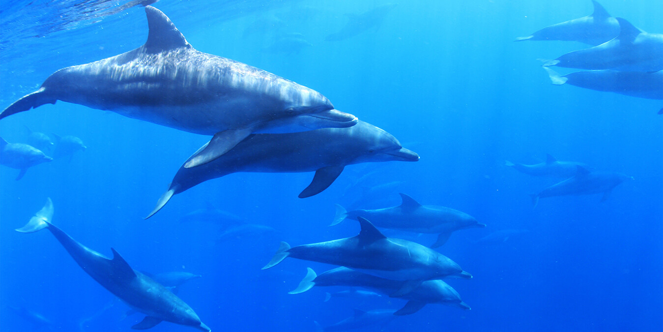 ドルフィンスイムトレーニングコース