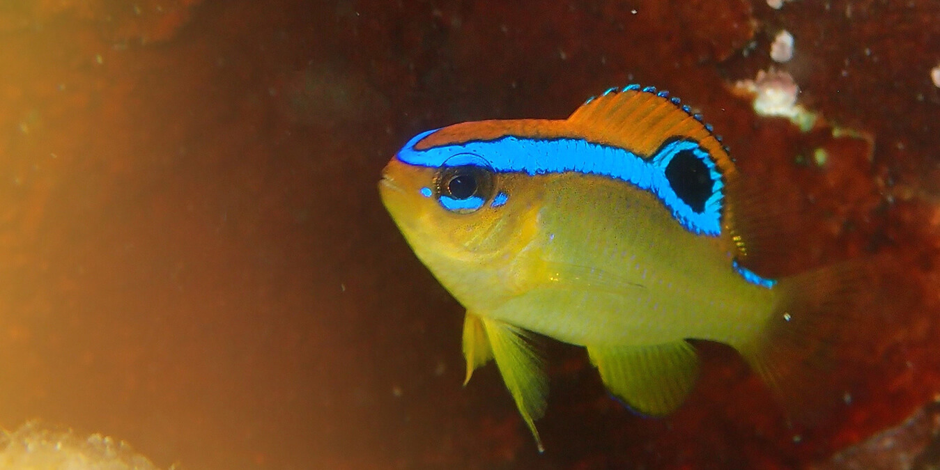 PADIスズメダイ・スペシャルティー