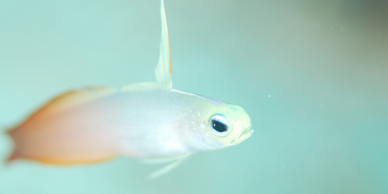 PADIハゼフォトダイバー・SP