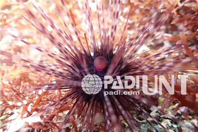 PADIウニ・スペシャルティー