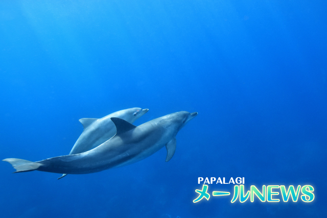 PAPALAGIメールニュース