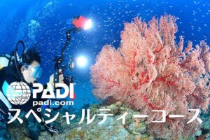 スペシャルティーコース